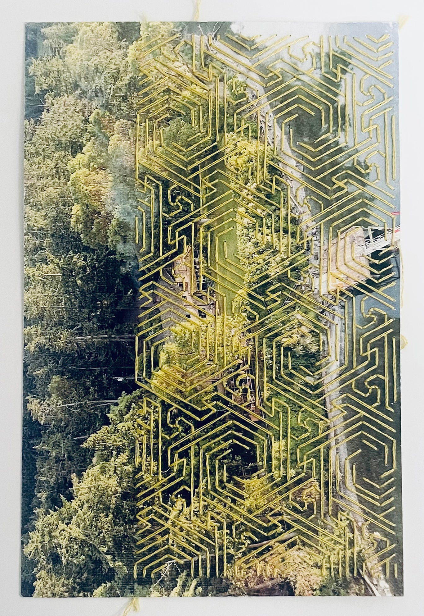 yellow forest